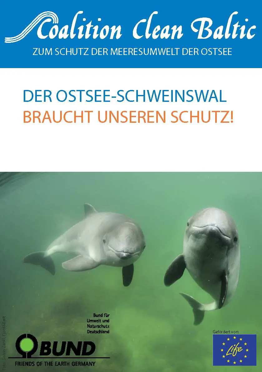 Ostsee Schweinswal