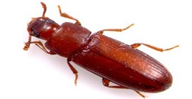 Les triboliums de la farine