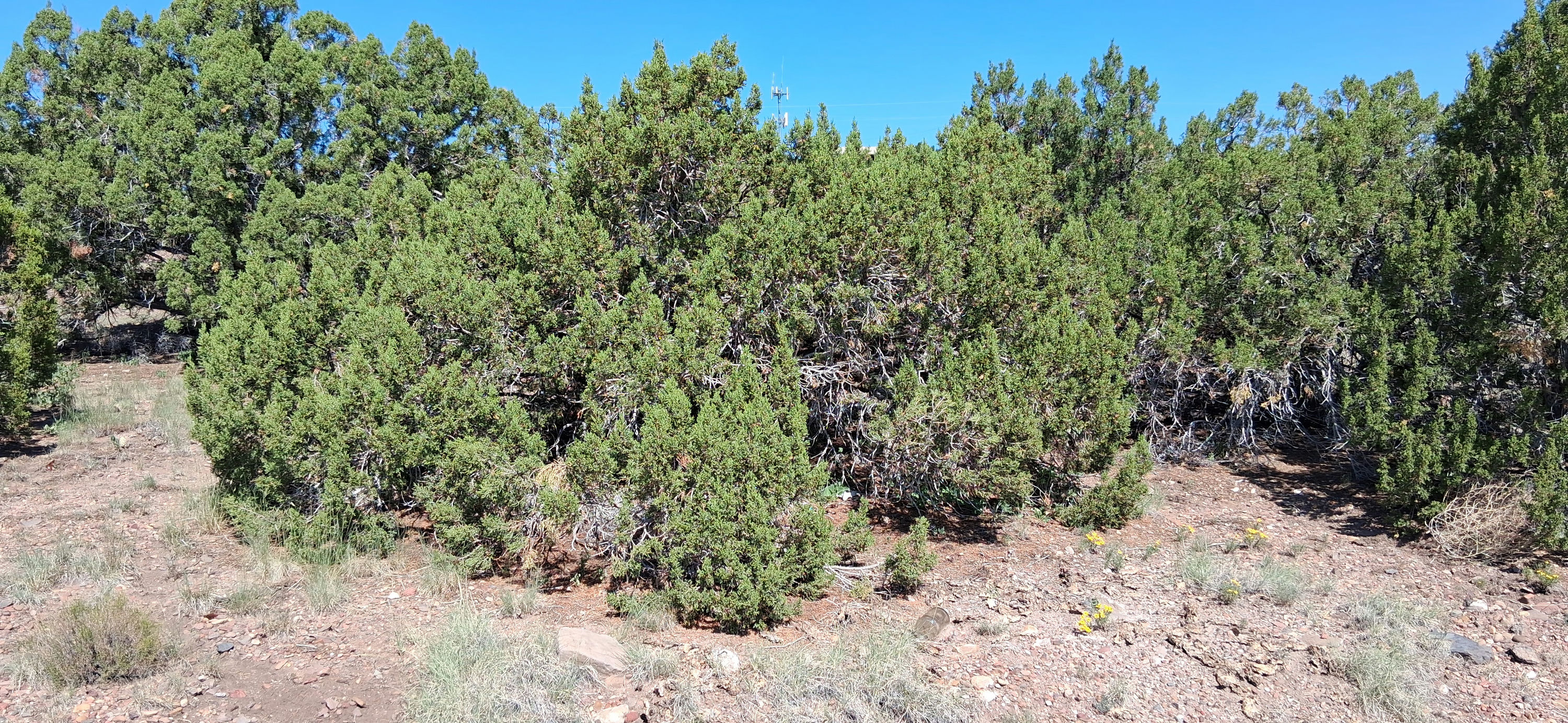 201-27-337-338 Vegetation (4).jpg