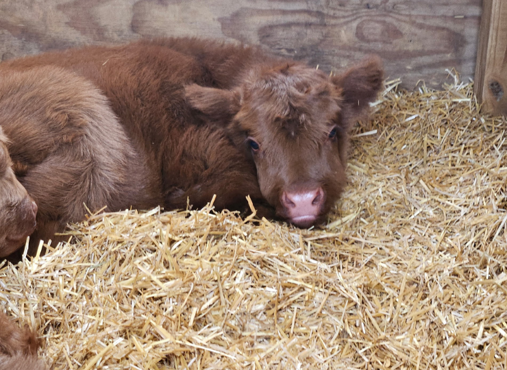 Newborn miniature cow calf resting in straw inside a barn