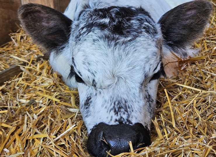Miniature cow calves lying together on straw bedding