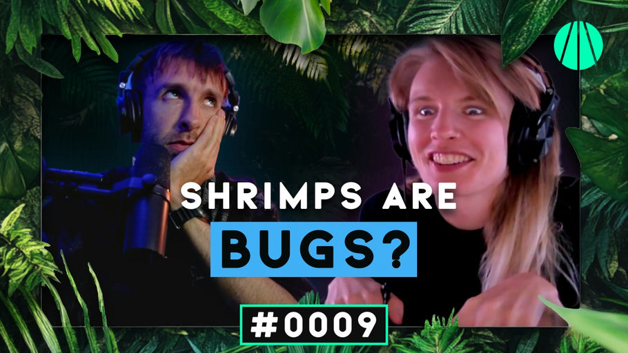 Shrimps Are Bugs